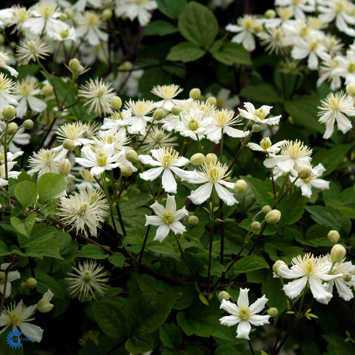 Bilde av CLEMATIS PAUL FARGES-Spanne Plantesalg