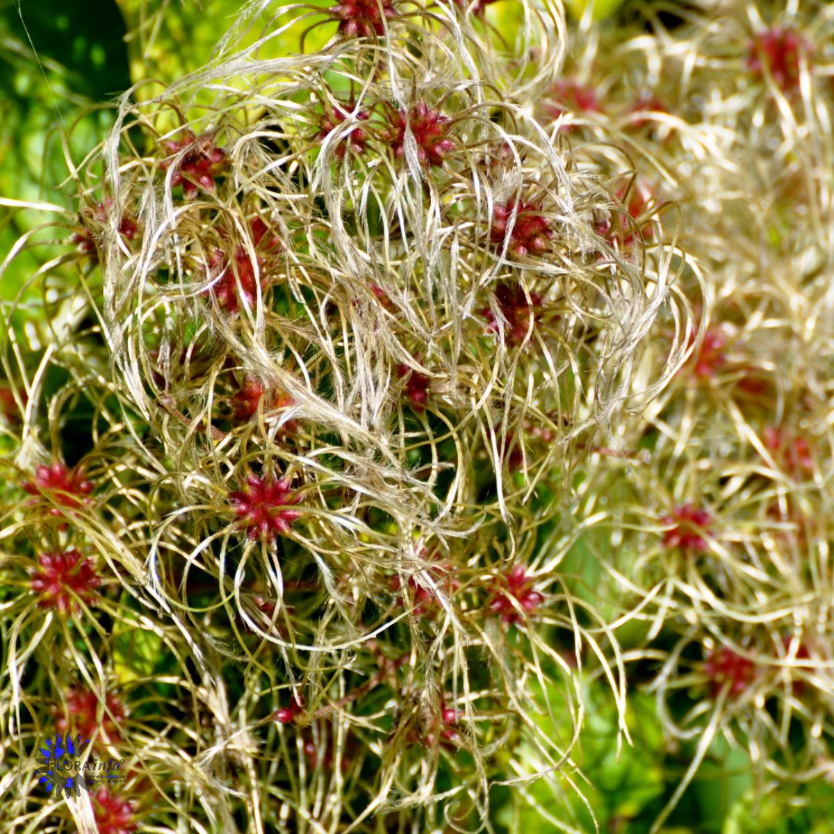 Bilde av CLEMATIS VITALBA-Spanne Plantesalg