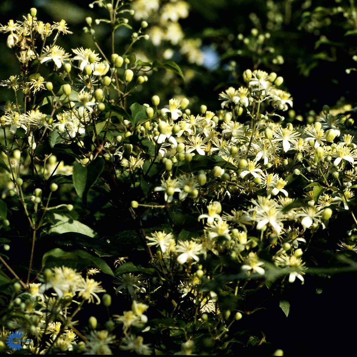 Bilde av CLEMATIS VITALBA-Spanne Plantesalg