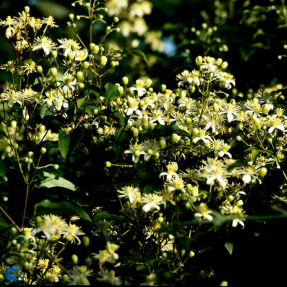 Bilde av CLEMATIS VITALBA-Spanne Plantesalg