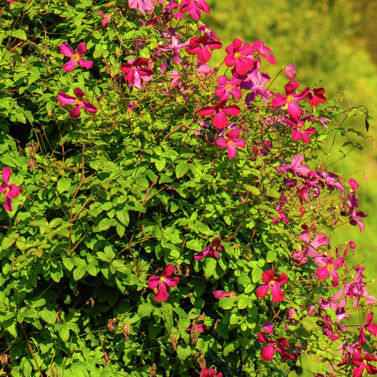 Bilde av Clematis viticella 'Carmencita' E-Spanne Plantesalg