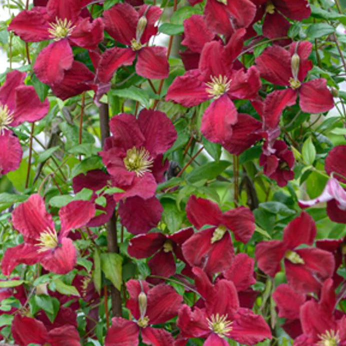 Bilde av Clematis 'Vitiwester'-Spanne Plantesalg