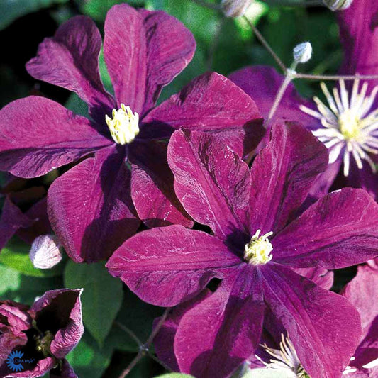 Bilde av CLEMATIS WARSZAWSKA NIKE-Spanne Plantesalg
