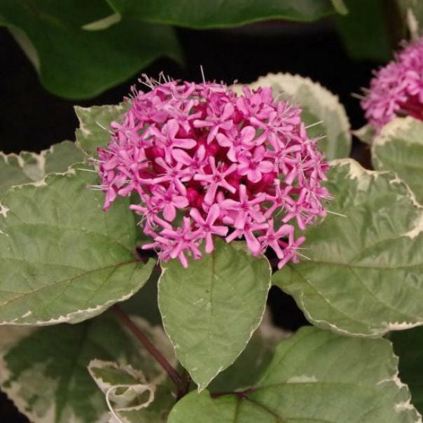 Bilde av Clerodendrum bungei 'Pink Diamond'-Spanne Plantesalg