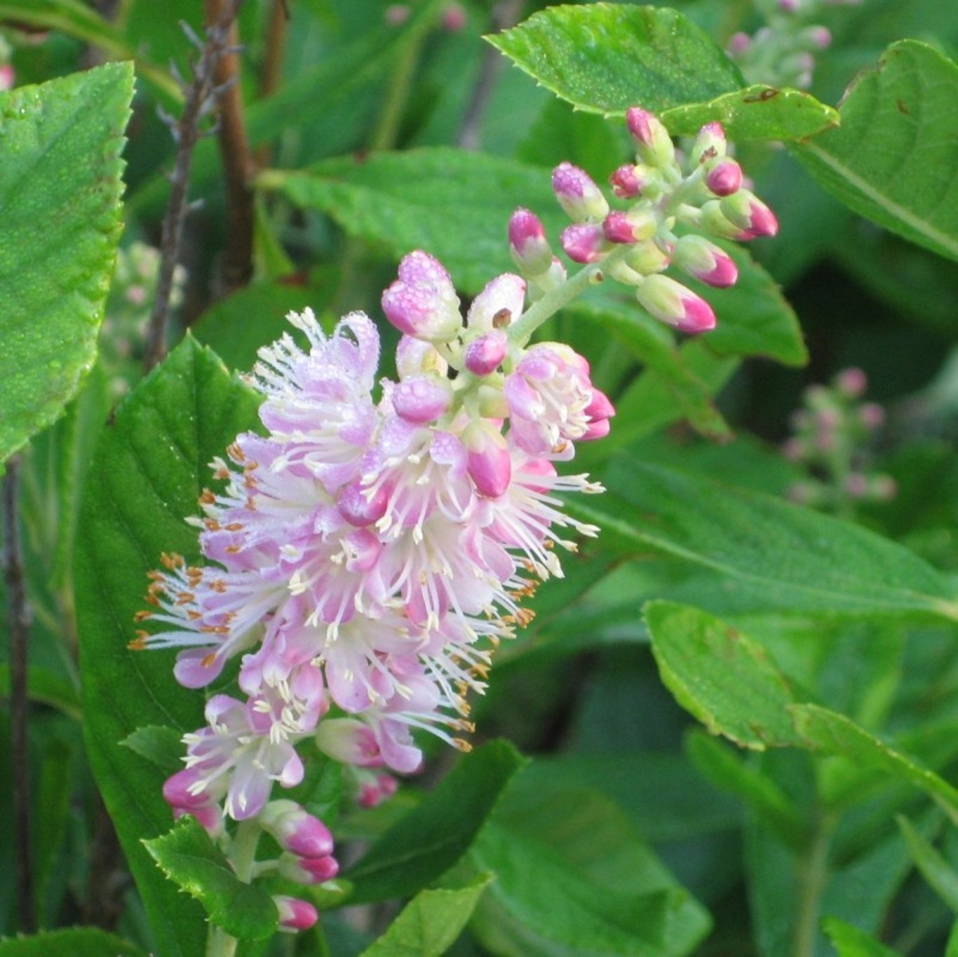 Bilde av Clethra alnifolia 'Pink Spire'-Spanne Plantesalg