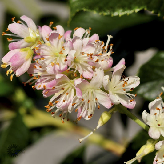 Bilde av Clethra alnifolia 'Pink Spire'-Spanne Plantesalg