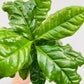 Bilde av Coffea arabica-Spanne Plantesalg