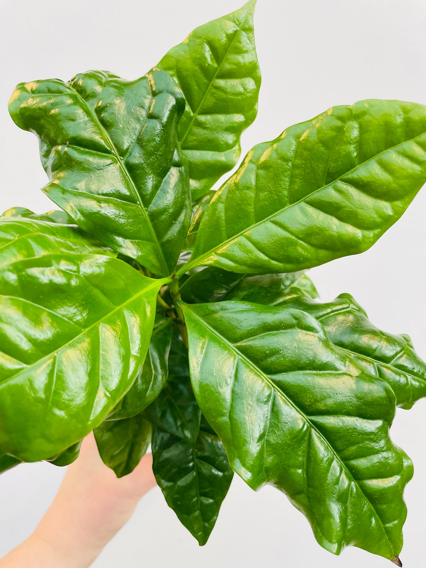 Bilde av Coffea arabica-Spanne Plantesalg