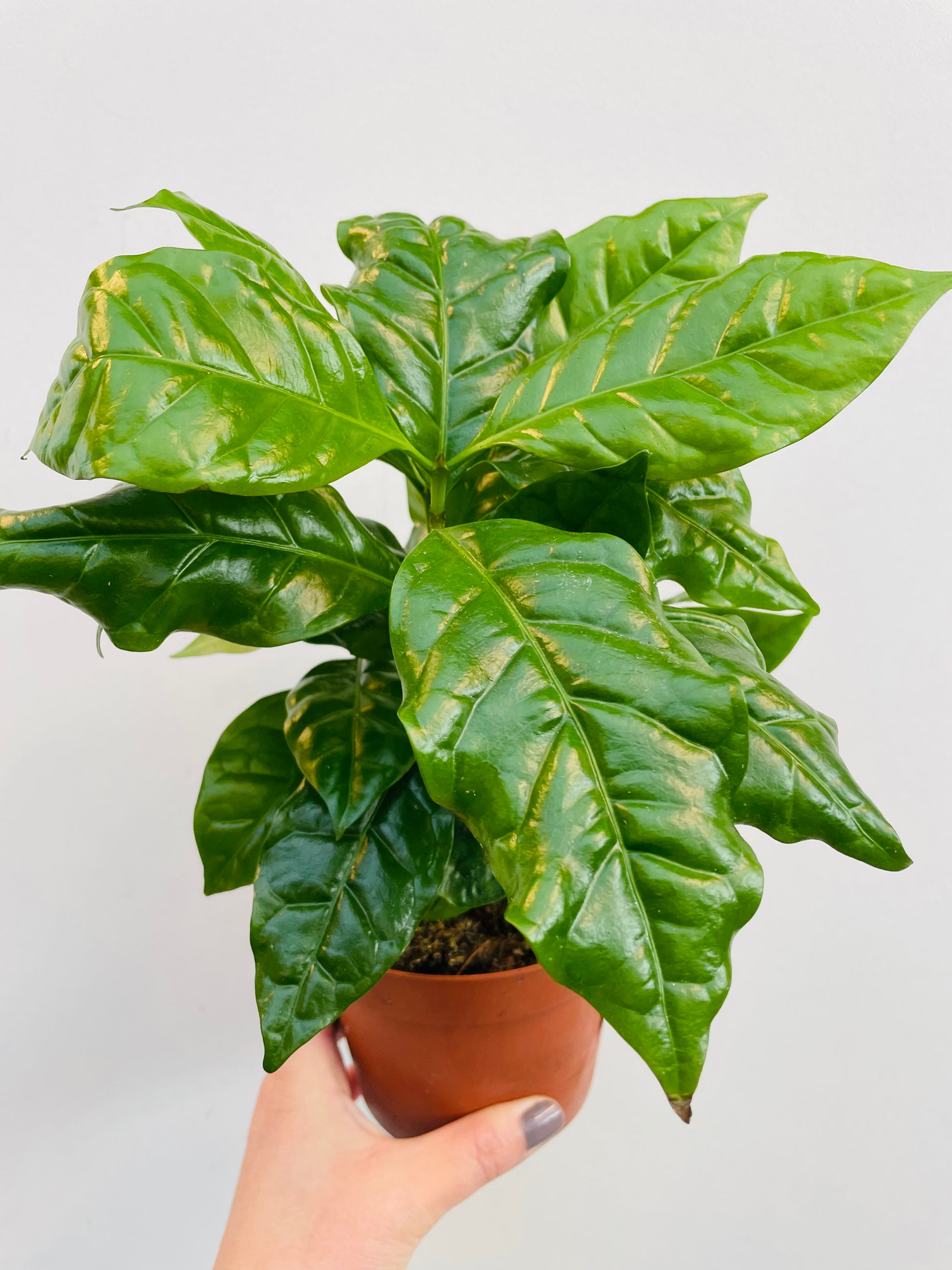 Bilde av Coffea arabica-Spanne Plantesalg