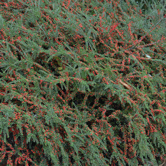 Bilde av Cotoneaster damm. Eichholz-Spanne Plantesalg