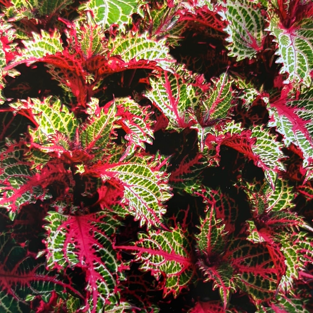 Bilde av Coleus Cock-Tail® Peter´s Wonder-Spanne Plantesalg