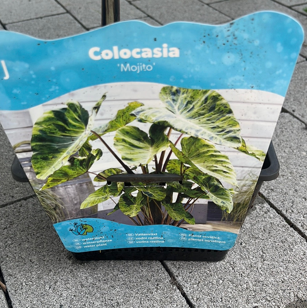 Bilde av COLOCASIA 18*18 Mojito-Spanne Plantesalg