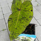 Bilde av COLOCASIA 18*18 Mojito-Spanne Plantesalg