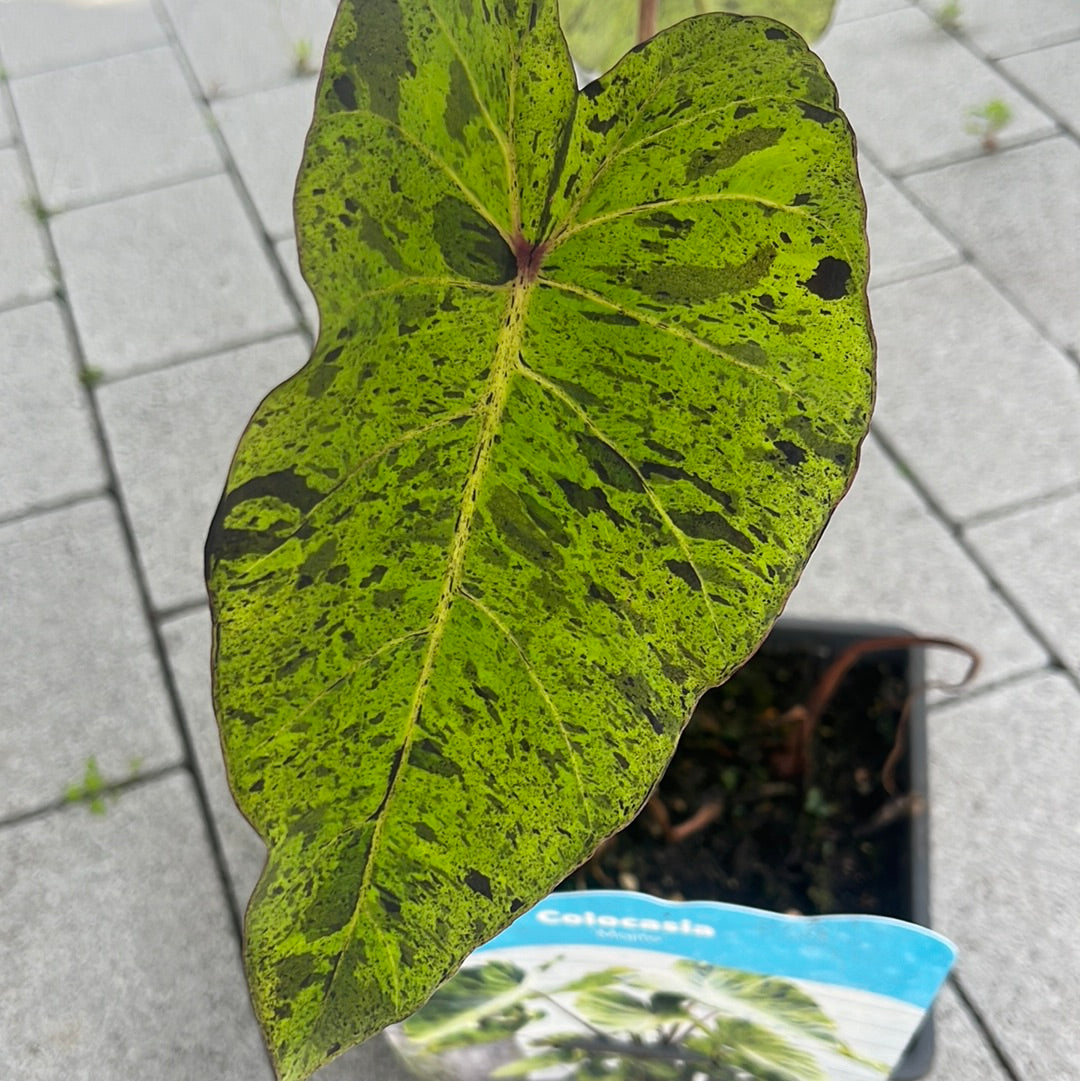 Bilde av COLOCASIA 18*18 Mojito-Spanne Plantesalg