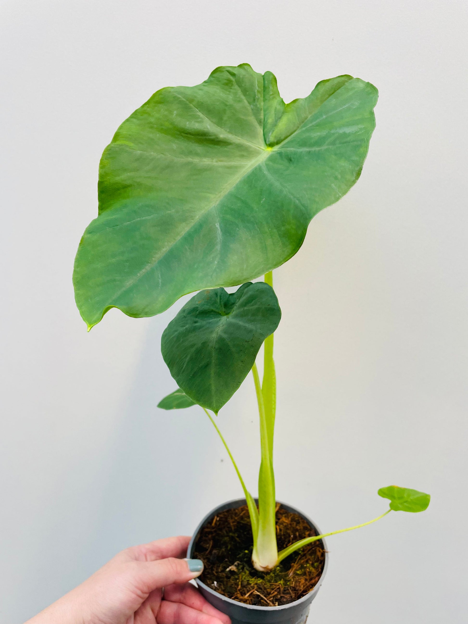 Bilde av Colocasia esculenta 'Jack's Giant'-Spanne Plantesalg