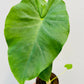 Bilde av Colocasia esculenta 'Jack's Giant'-Spanne Plantesalg