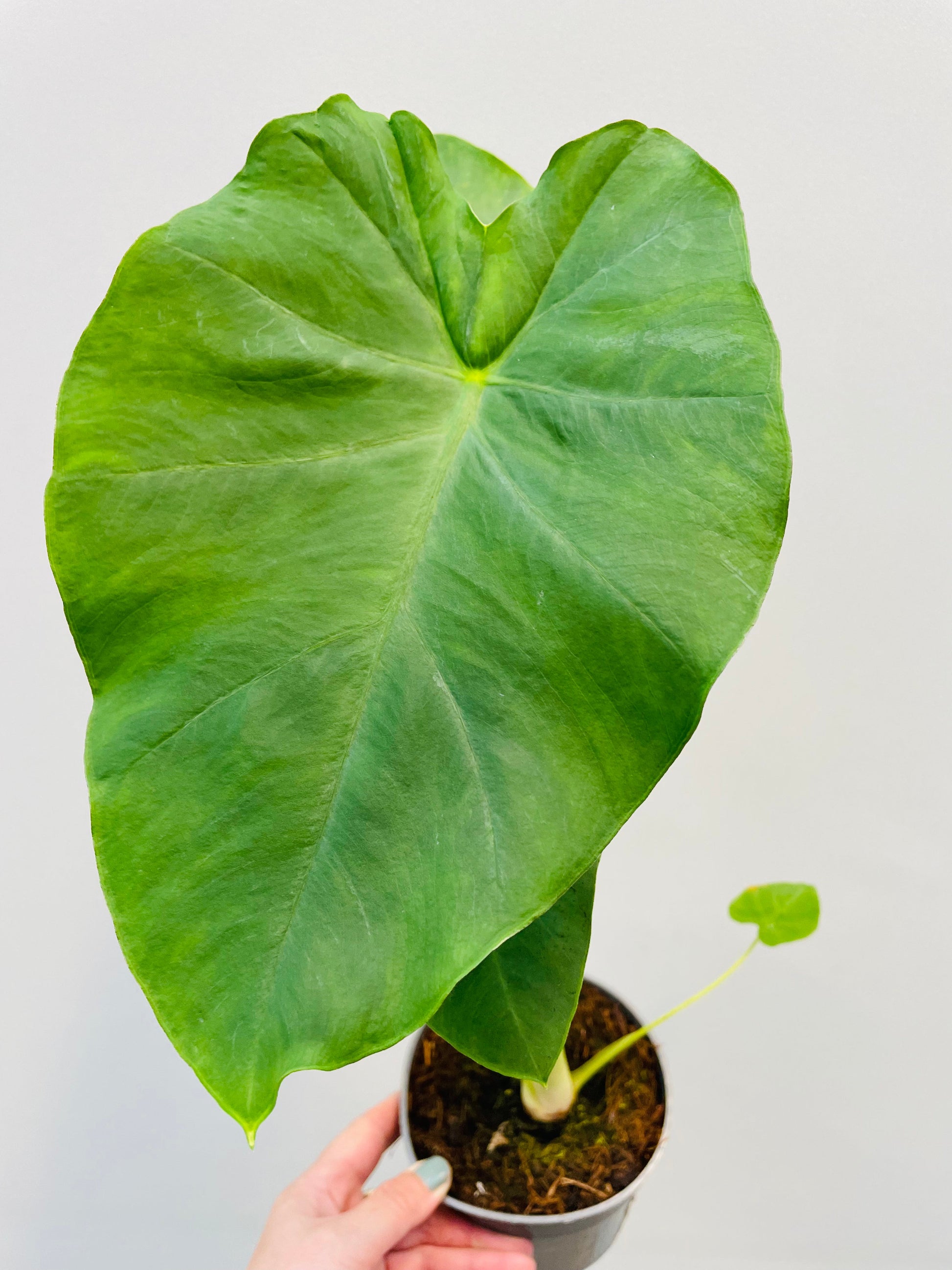 Bilde av Colocasia esculenta 'Jack's Giant'-Spanne Plantesalg