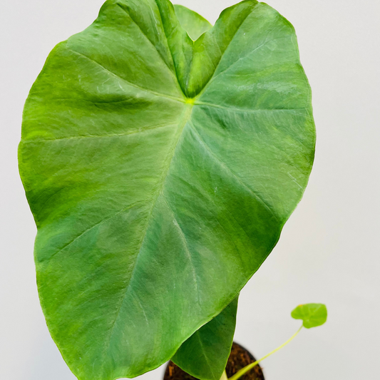 Bilde av Colocasia esculenta 'Jack's Giant'-Spanne Plantesalg
