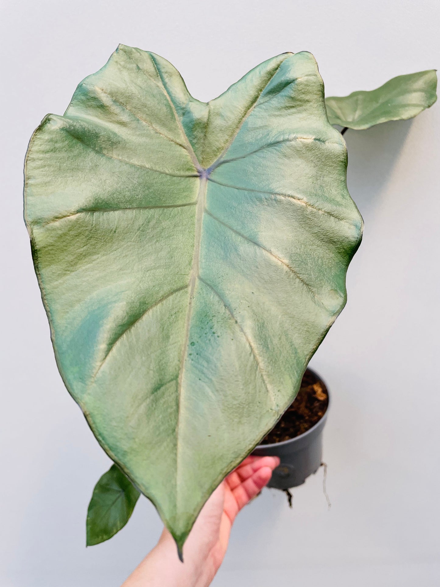 Bilde av Colocasia fontanesi 'Black Stem'-Spanne Plantesalg