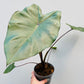 Bilde av Colocasia fontanesi 'Black Stem'-Spanne Plantesalg