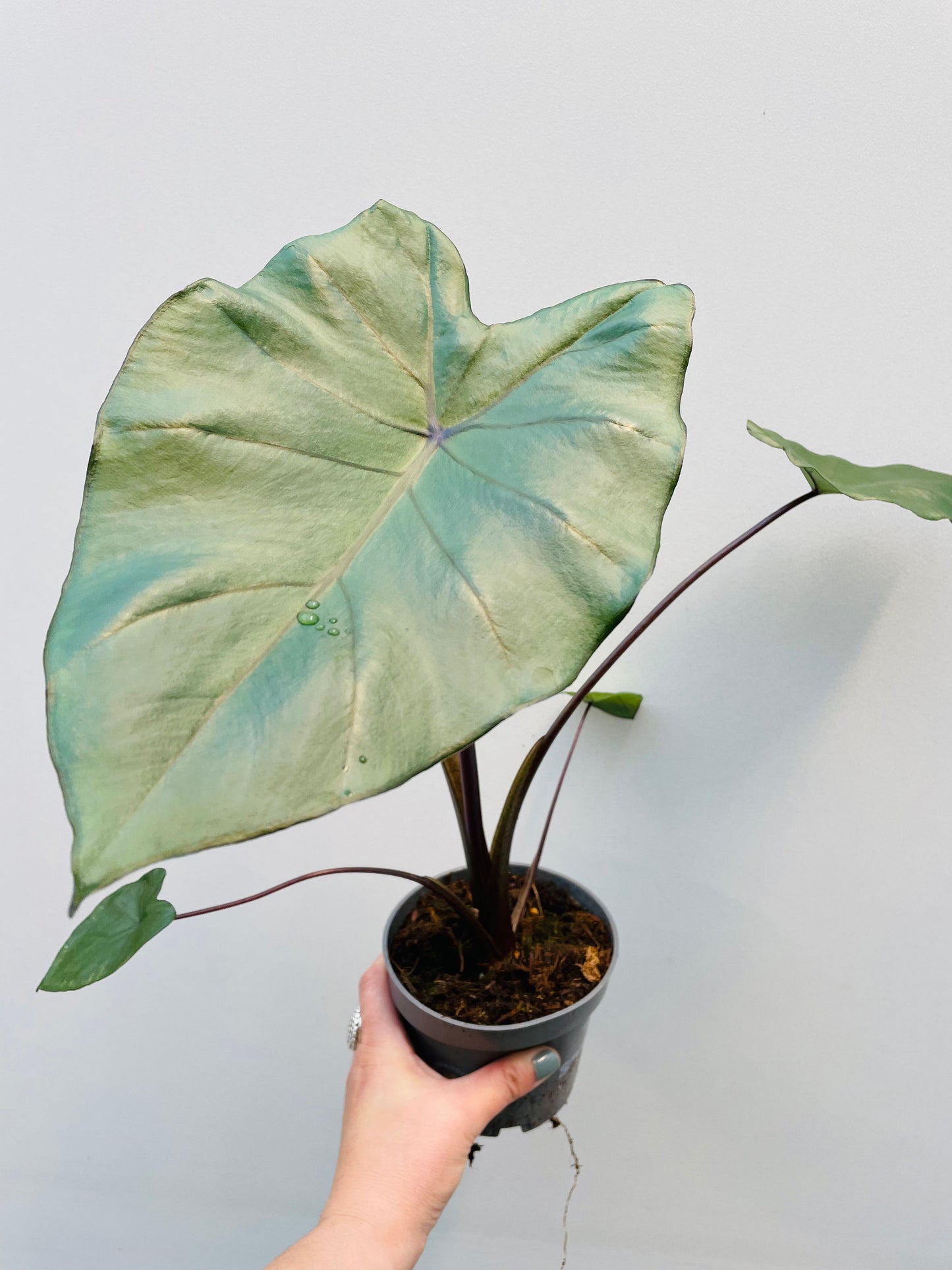 Bilde av Colocasia fontanesi 'Black Stem'-Spanne Plantesalg