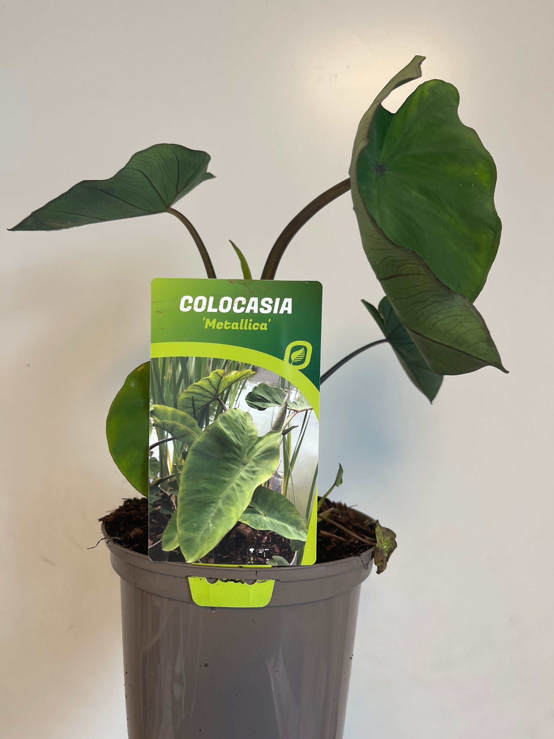 Bilde av Colocasia Metallica-Spanne Plantesalg
