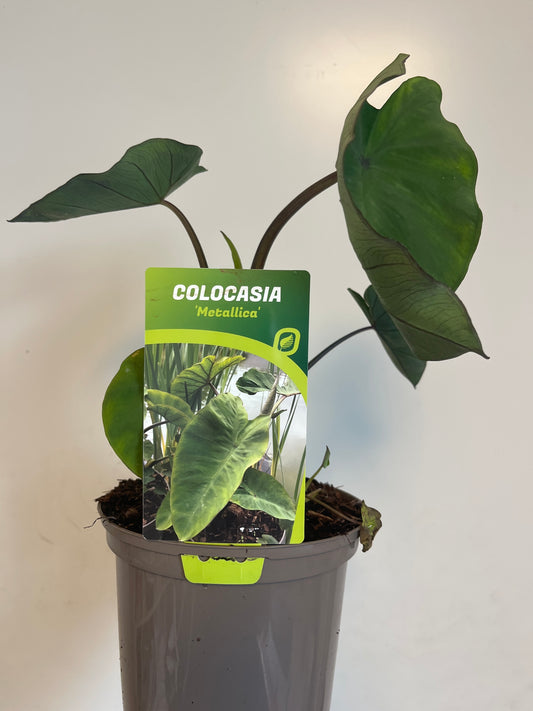 Bilde av Colocasia Metallica-Spanne Plantesalg