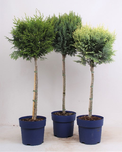 Bilde av Coniferen Mix-Spanne Plantesalg