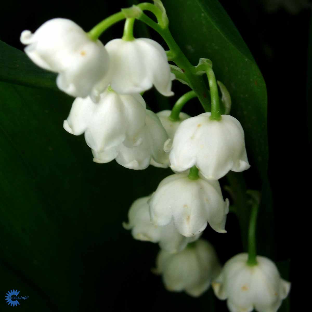 Bilde av Convallaria maj. 'Hofheim'-Spanne Plantesalg