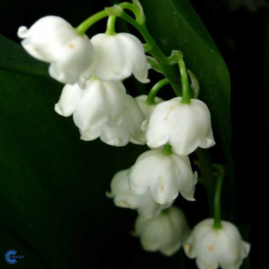Bilde av Convallaria maj. 'Hofheim'-Spanne Plantesalg