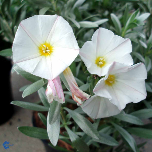 Bilde av Convolvulus cneorum-Spanne Plantesalg