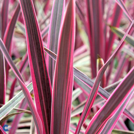 Bilde av Cordyline aus. Pink Passion-Spanne Plantesalg