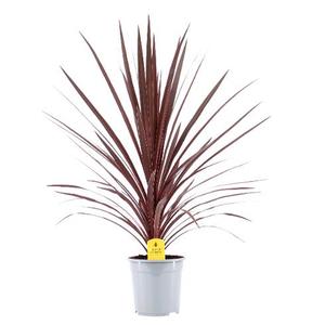 Bilde av Cordyline aus. Red Star-Spanne Plantesalg