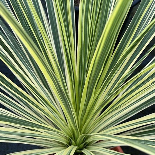 Bilde av Cordyline austr. Lime Passion-Spanne Plantesalg