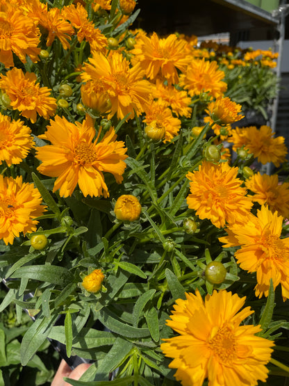 Coreopsis grandiflora