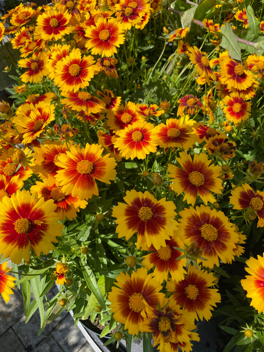Coreopsis grandiflora