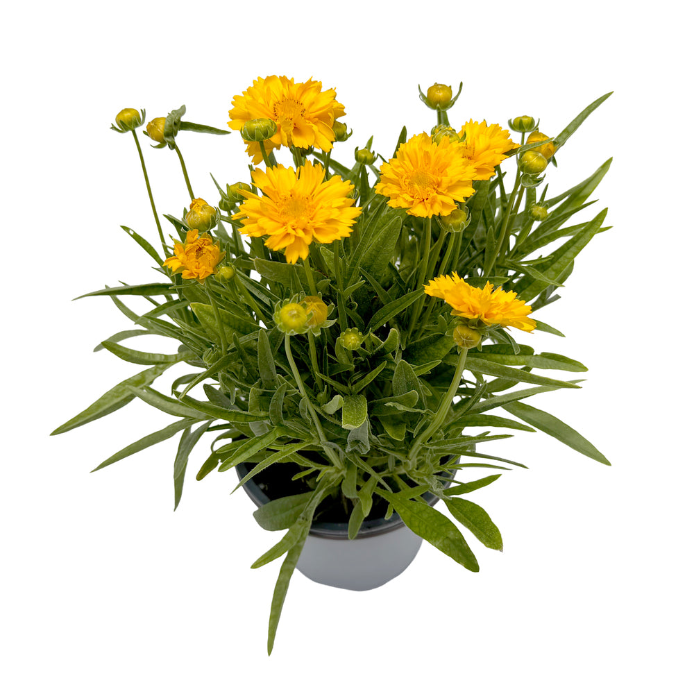 Bilde av Coreopsis grandiflora-Spanne Plantesalg