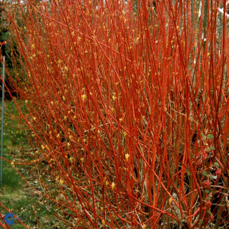 Bilde av Cornus alba 'Sibirica'-Spanne Plantesalg