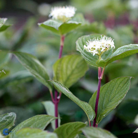 Bilde av Cornus alba 'Sibirica'-Spanne Plantesalg