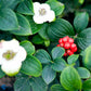 Bilde av Cornus canadensis-Spanne Plantesalg