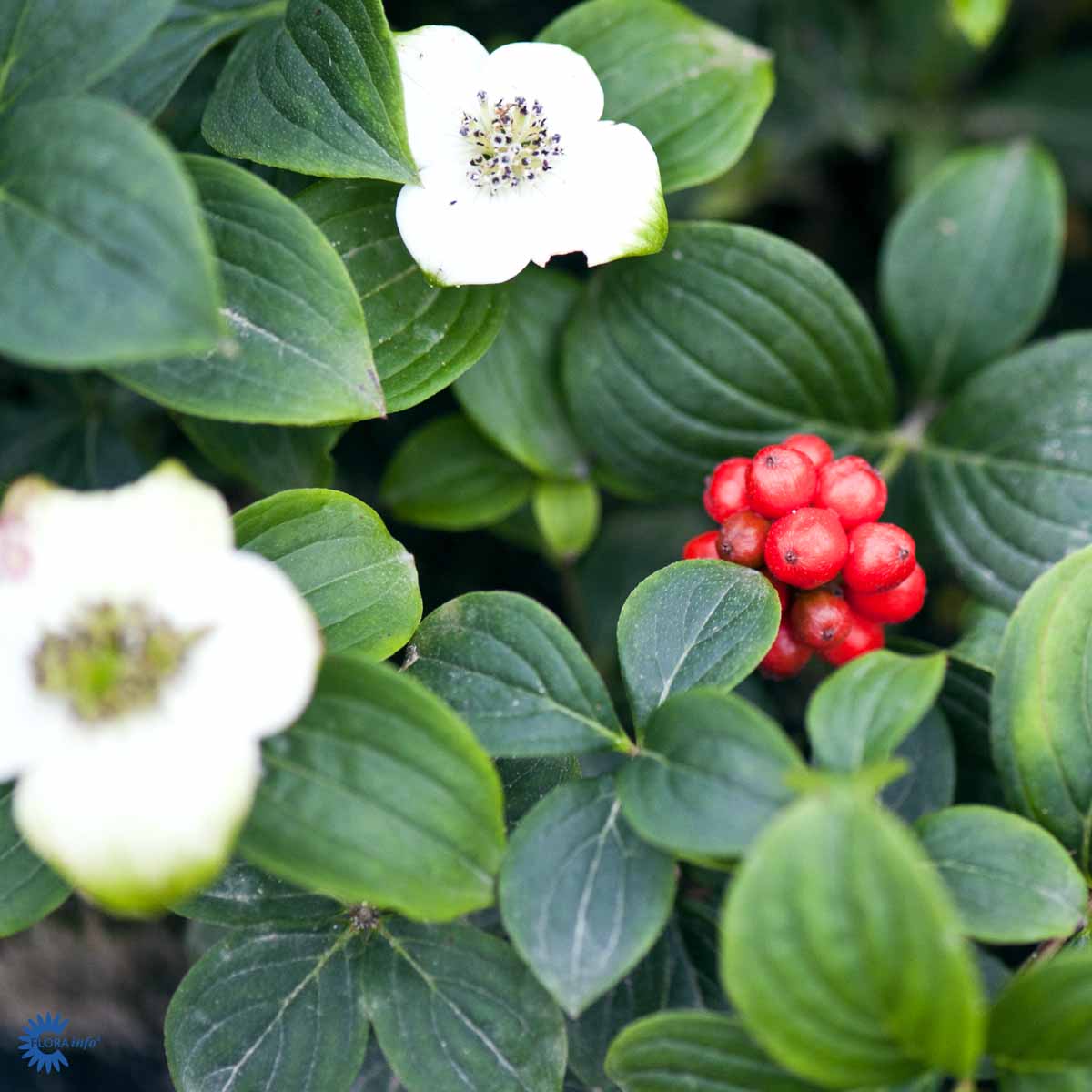 Bilde av Cornus canadensis-Spanne Plantesalg
