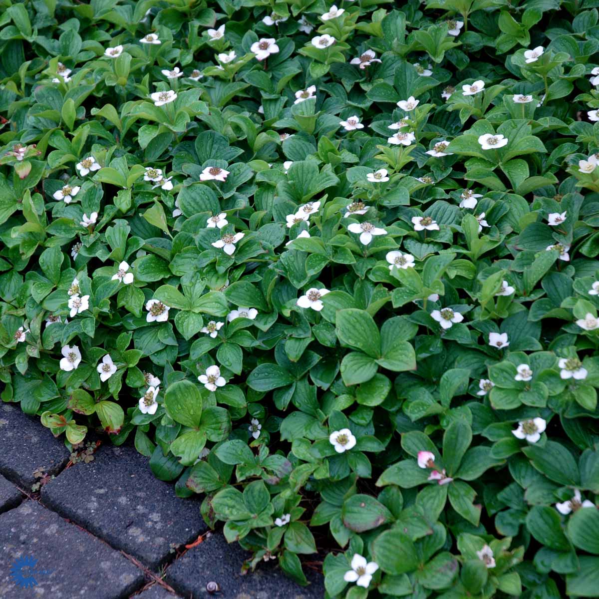 Bilde av Cornus canadensis-Spanne Plantesalg