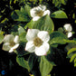 Bilde av Cornus canadensis-Spanne Plantesalg