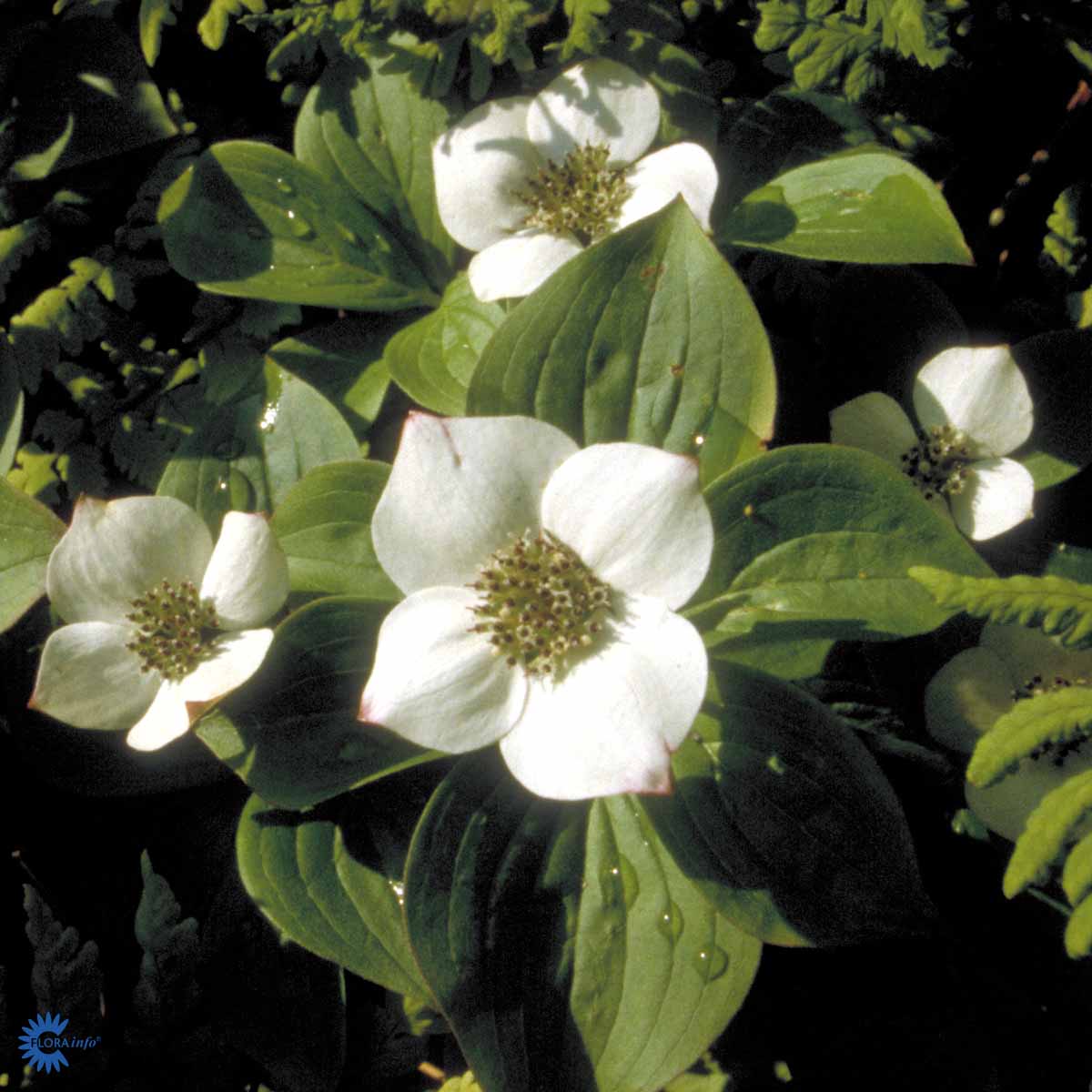 Bilde av Cornus canadensis-Spanne Plantesalg