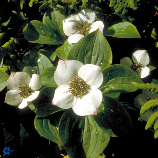Bilde av Cornus canadensis-Spanne Plantesalg