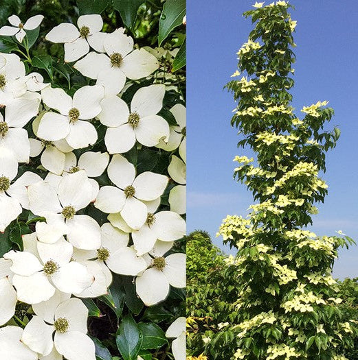 Bilde av Cornus kousa Flower Tower-Spanne Plantesalg