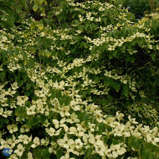 Bilde av Cornus kousa 'China Girl'-Spanne Plantesalg