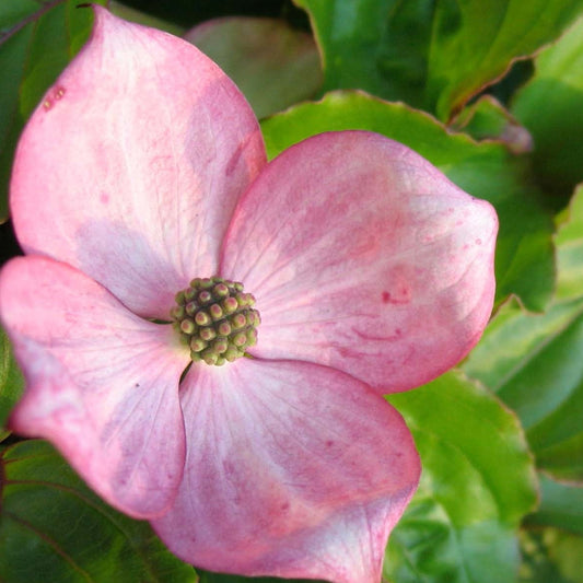 Bilde av Cornus kousa 'Heart Throb'-Spanne Plantesalg