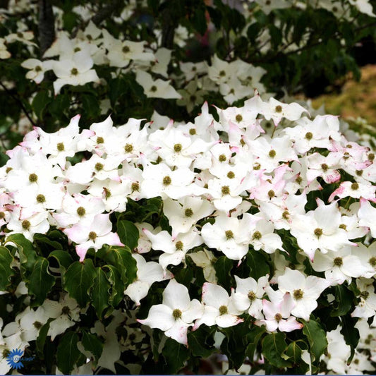 Bilde av Cornus kousa 'Milky Way'-Spanne Plantesalg