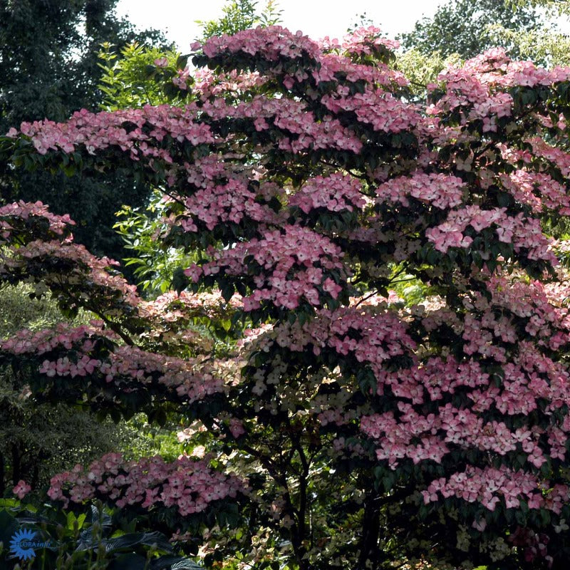 Bilde av Cornus kousa 'Satomi'-Spanne Plantesalg